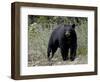 Black Bear (Ursus Americanus), Banff National Park, Alberta, Canada, North America-null-Framed Photographic Print