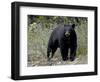 Black Bear (Ursus Americanus), Banff National Park, Alberta, Canada, North America-null-Framed Photographic Print