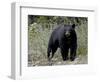 Black Bear (Ursus Americanus), Banff National Park, Alberta, Canada, North America-null-Framed Photographic Print