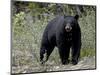 Black Bear (Ursus Americanus), Banff National Park, Alberta, Canada, North America-null-Mounted Photographic Print