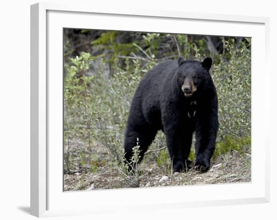 Black Bear (Ursus Americanus), Banff National Park, Alberta, Canada, North America-null-Framed Photographic Print