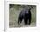 Black Bear (Ursus Americanus), Banff National Park, Alberta, Canada, North America-null-Framed Photographic Print