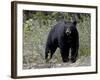 Black Bear (Ursus Americanus), Banff National Park, Alberta, Canada, North America-null-Framed Photographic Print