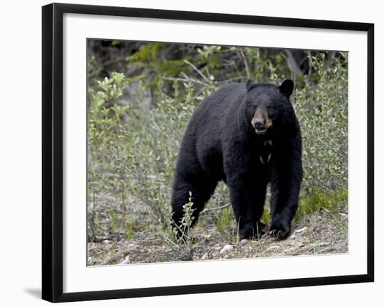 Black Bear (Ursus Americanus), Banff National Park, Alberta, Canada, North America-null-Framed Photographic Print