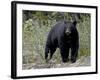 Black Bear (Ursus Americanus), Banff National Park, Alberta, Canada, North America-null-Framed Photographic Print