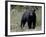 Black Bear (Ursus Americanus), Banff National Park, Alberta, Canada, North America-null-Framed Photographic Print