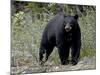 Black Bear (Ursus Americanus), Banff National Park, Alberta, Canada, North America-null-Mounted Photographic Print