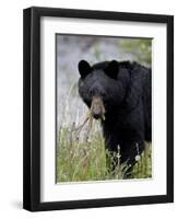 Black Bear (Ursus Americanus), Banff National Park, Alberta, Canada, North America-James Hager-Framed Premium Photographic Print