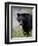 Black Bear (Ursus Americanus), Banff National Park, Alberta, Canada, North America-James Hager-Framed Premium Photographic Print