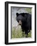 Black Bear (Ursus Americanus), Banff National Park, Alberta, Canada, North America-James Hager-Framed Premium Photographic Print