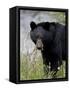 Black Bear (Ursus Americanus), Banff National Park, Alberta, Canada, North America-James Hager-Framed Stretched Canvas