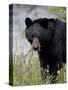 Black Bear (Ursus Americanus), Banff National Park, Alberta, Canada, North America-James Hager-Stretched Canvas