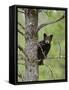 Black Bear (Ursus Americanus) Cub Balancing On Branch In Tree, Yellowstone Np, Wyoming, USA-George Sanker-Framed Stretched Canvas