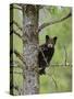 Black Bear (Ursus Americanus) Cub Balancing On Branch In Tree, Yellowstone Np, Wyoming, USA-George Sanker-Stretched Canvas