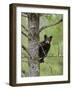 Black Bear (Ursus Americanus) Cub Balancing On Branch In Tree, Yellowstone Np, Wyoming, USA-George Sanker-Framed Photographic Print