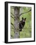 Black Bear (Ursus Americanus) Cub Balancing On Branch In Tree, Yellowstone Np, Wyoming, USA-George Sanker-Framed Photographic Print