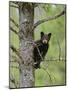 Black Bear (Ursus Americanus) Cub Balancing On Branch In Tree, Yellowstone Np, Wyoming, USA-George Sanker-Mounted Photographic Print