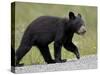 Black Bear (Ursus Americanus) Cub Crossing the Road, Alaska Highway, British Columbia, Canada-James Hager-Stretched Canvas