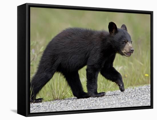 Black Bear (Ursus Americanus) Cub Crossing the Road, Alaska Highway, British Columbia, Canada-James Hager-Framed Stretched Canvas