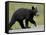 Black Bear (Ursus Americanus) Cub Crossing the Road, Alaska Highway, British Columbia, Canada-James Hager-Framed Stretched Canvas