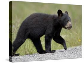 Black Bear (Ursus Americanus) Cub Crossing the Road, Alaska Highway, British Columbia, Canada-James Hager-Stretched Canvas