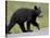 Black Bear (Ursus Americanus) Cub Crossing the Road, Alaska Highway, British Columbia, Canada-James Hager-Stretched Canvas