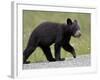 Black Bear (Ursus Americanus) Cub Crossing the Road, Alaska Highway, British Columbia, Canada-James Hager-Framed Photographic Print