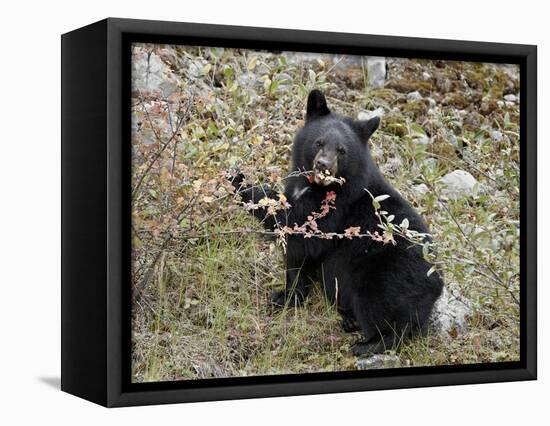Black Bear (Ursus Americanus) Cub Eating Canadian Gooseberry Berries, Jasper National Park, Alberta-James Hager-Framed Stretched Canvas