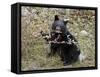 Black Bear (Ursus Americanus) Cub Eating Canadian Gooseberry Berries, Jasper National Park, Alberta-James Hager-Framed Stretched Canvas