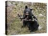 Black Bear (Ursus Americanus) Cub Eating Canadian Gooseberry Berries, Jasper National Park, Alberta-James Hager-Stretched Canvas