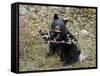 Black Bear (Ursus Americanus) Cub Eating Canadian Gooseberry Berries, Jasper National Park, Alberta-James Hager-Framed Stretched Canvas