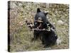 Black Bear (Ursus Americanus) Cub Eating Canadian Gooseberry Berries, Jasper National Park, Alberta-James Hager-Stretched Canvas