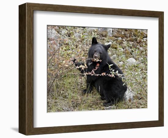 Black Bear (Ursus Americanus) Cub Eating Canadian Gooseberry Berries, Jasper National Park, Alberta-James Hager-Framed Photographic Print