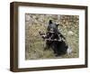 Black Bear (Ursus Americanus) Cub Eating Canadian Gooseberry Berries, Jasper National Park, Alberta-James Hager-Framed Photographic Print