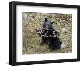 Black Bear (Ursus Americanus) Cub Eating Canadian Gooseberry Berries, Jasper National Park, Alberta-James Hager-Framed Photographic Print