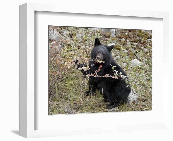 Black Bear (Ursus Americanus) Cub Eating Canadian Gooseberry Berries, Jasper National Park, Alberta-James Hager-Framed Photographic Print