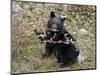 Black Bear (Ursus Americanus) Cub Eating Canadian Gooseberry Berries, Jasper National Park, Alberta-James Hager-Mounted Photographic Print