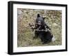 Black Bear (Ursus Americanus) Cub Eating Canadian Gooseberry Berries, Jasper National Park, Alberta-James Hager-Framed Photographic Print