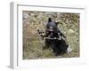 Black Bear (Ursus Americanus) Cub Eating Canadian Gooseberry Berries, Jasper National Park, Alberta-James Hager-Framed Photographic Print