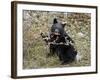 Black Bear (Ursus Americanus) Cub Eating Canadian Gooseberry Berries, Jasper National Park, Alberta-James Hager-Framed Photographic Print