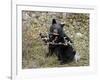 Black Bear (Ursus Americanus) Cub Eating Canadian Gooseberry Berries, Jasper National Park, Alberta-James Hager-Framed Photographic Print