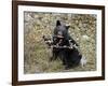 Black Bear (Ursus Americanus) Cub Eating Canadian Gooseberry Berries, Jasper National Park, Alberta-James Hager-Framed Photographic Print