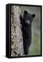 Black Bear (Ursus Americanus) Cub of the Year or Spring Cub Climbing a Tree-James Hager-Framed Stretched Canvas