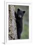 Black Bear (Ursus Americanus) Cub of the Year or Spring Cub Climbing a Tree-James Hager-Framed Photographic Print