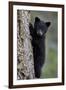 Black Bear (Ursus Americanus) Cub of the Year or Spring Cub Climbing a Tree-James Hager-Framed Photographic Print