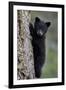 Black Bear (Ursus Americanus) Cub of the Year or Spring Cub Climbing a Tree-James Hager-Framed Photographic Print