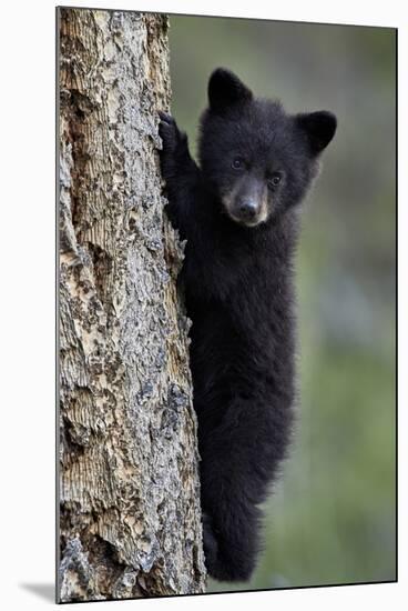 Black Bear (Ursus Americanus) Cub of the Year or Spring Cub Climbing a Tree-James Hager-Mounted Photographic Print