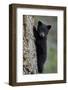 Black Bear (Ursus Americanus) Cub of the Year or Spring Cub Climbing a Tree-James Hager-Framed Photographic Print