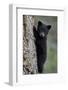 Black Bear (Ursus Americanus) Cub of the Year or Spring Cub Climbing a Tree-James Hager-Framed Photographic Print