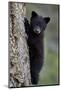 Black Bear (Ursus Americanus) Cub of the Year or Spring Cub Climbing a Tree-James Hager-Mounted Photographic Print